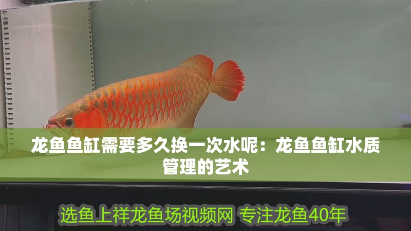 龍魚魚缸需要多久換一次水呢：龍魚魚缸水質管理的藝術 龍魚魚缸需要多久換一次水呢：龍魚魚缸水質管理的藝術 水族問答