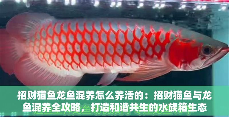 招財貓魚龍魚混養怎么養活的：招財貓魚與龍魚混養全攻略，打造和諧共生的水族箱生態