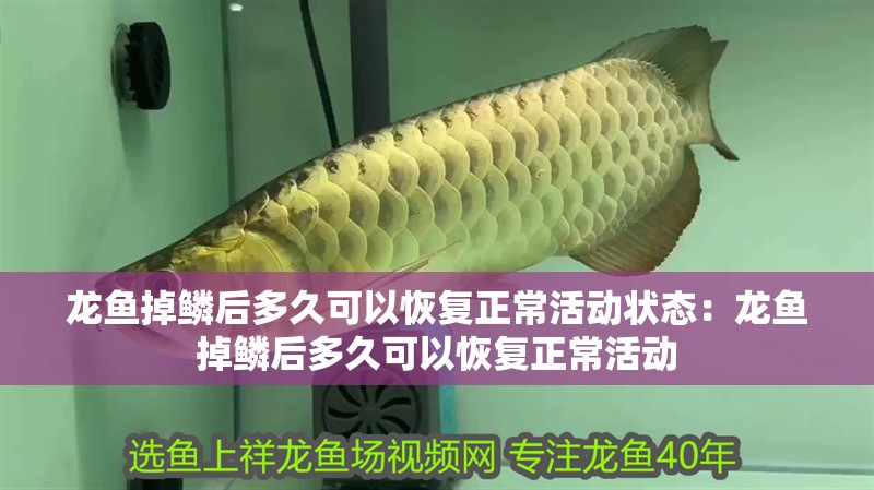 龍魚掉鱗后多久可以恢復(fù)正常活動狀態(tài)：龍魚掉鱗后多久可以恢復(fù)正常活動 龍魚掉鱗后多久可以恢復(fù)正常活動狀態(tài)：龍魚掉鱗后多久可以恢復(fù)正常活動 水族問答