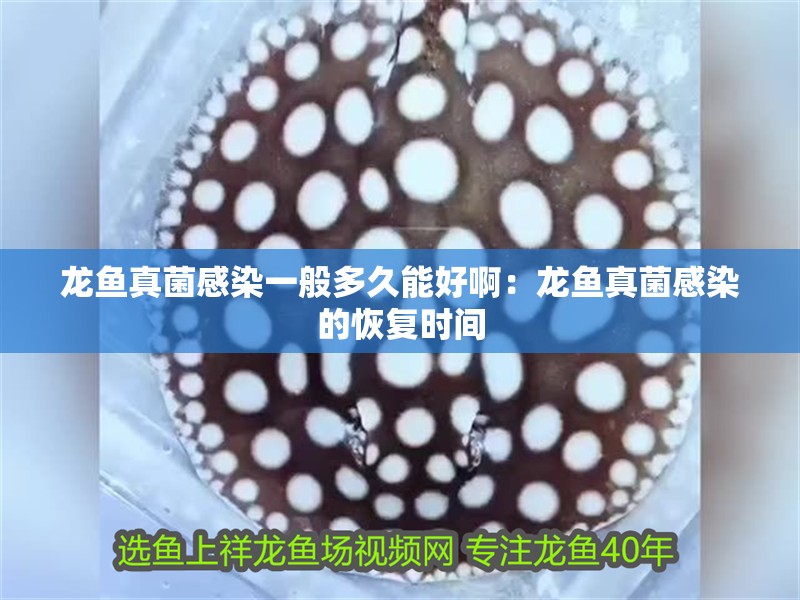 龍魚干蝦有營養嗎 龍魚真菌感染一般多久能好啊:龍魚真菌感染的恢復時間 水族問答 龍魚真菌感染一般多久能好啊:龍魚真菌感染的恢復時間 龍魚真菌感染一般多久能好啊:龍魚真菌感染的恢復時間 水族問答