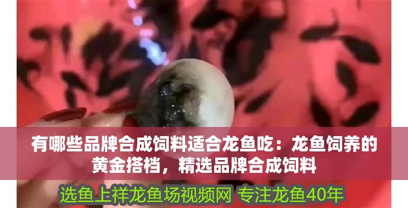 有哪些品牌合成飼料適合龍魚吃：龍魚飼養的黃金搭檔，精選品牌合成飼料