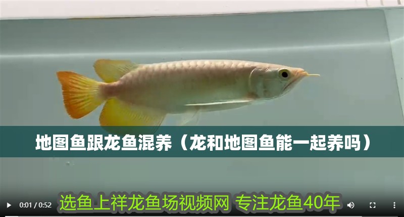 地圖魚跟龍魚混養(yǎng)（龍和地圖魚能一起養(yǎng)嗎） 地圖魚跟龍魚混養(yǎng)（龍和地圖魚能一起養(yǎng)嗎） 觀賞魚百科
