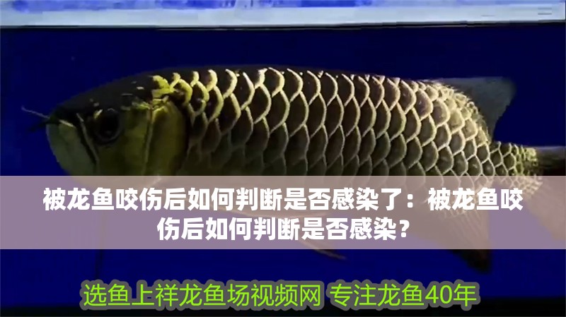 被龍魚咬傷后如何判斷是否感染了：被龍魚咬傷后如何判斷是否感染？