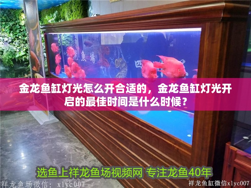 金龍魚缸燈光怎么開合適的，金龍魚缸燈光開啟的最佳時間是什么時候？