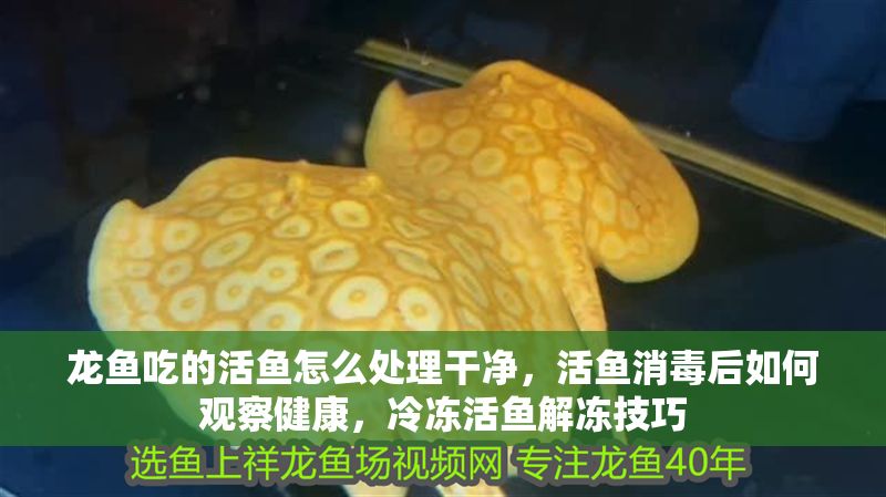 龍魚吃的活魚怎么處理干凈，活魚消毒后如何觀察健康，冷凍活魚解凍技巧