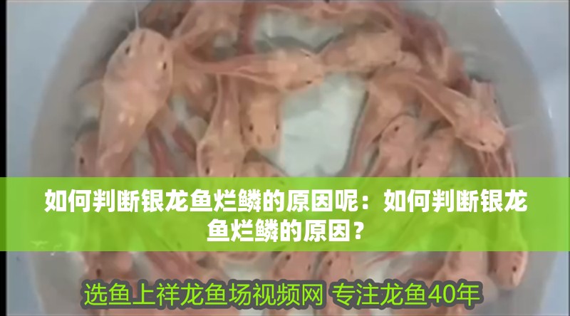 如何判斷銀龍魚爛鱗的原因呢：如何判斷銀龍魚爛鱗的原因？