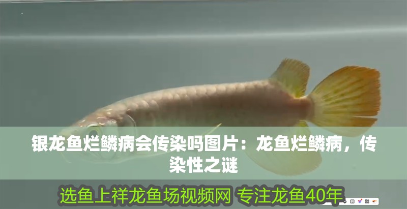 魚缸過濾器選購指南:自制魚缸過濾器魚缸上置過濾器對于養魚愛好者的必備知識 銀龍魚爛鱗病會傳染嗎圖片:龍魚爛鱗病,傳染性之謎 水族問答 銀龍魚爛鱗病會傳染嗎圖片:龍魚爛鱗病,傳染性之謎 銀龍魚爛鱗病會傳染嗎圖片:龍魚爛鱗病,傳染性之謎 水族問答