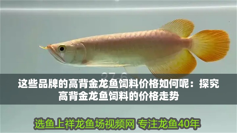這些品牌的高背金龍魚(yú)飼料價(jià)格如何呢：探究高背金龍魚(yú)飼料的價(jià)格走勢(shì)