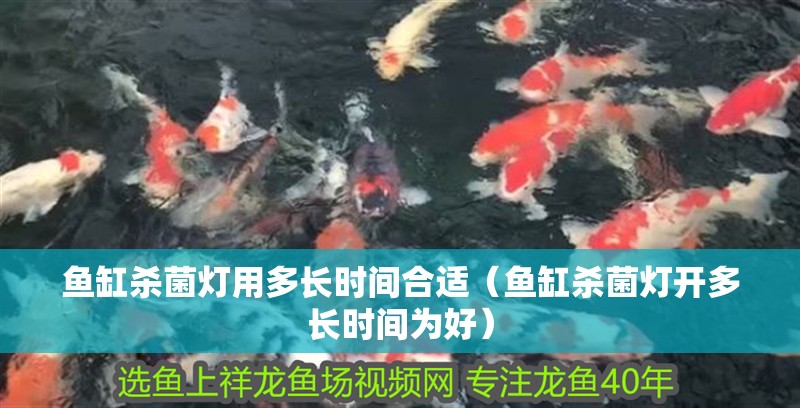 魚缸殺菌燈用多長時間合適（魚缸殺菌燈開多長時間為好）