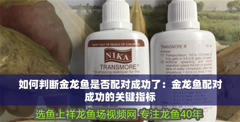 如何判斷金龍魚(yú)是否配對(duì)成功了：金龍魚(yú)配對(duì)成功的關(guān)鍵指標(biāo)