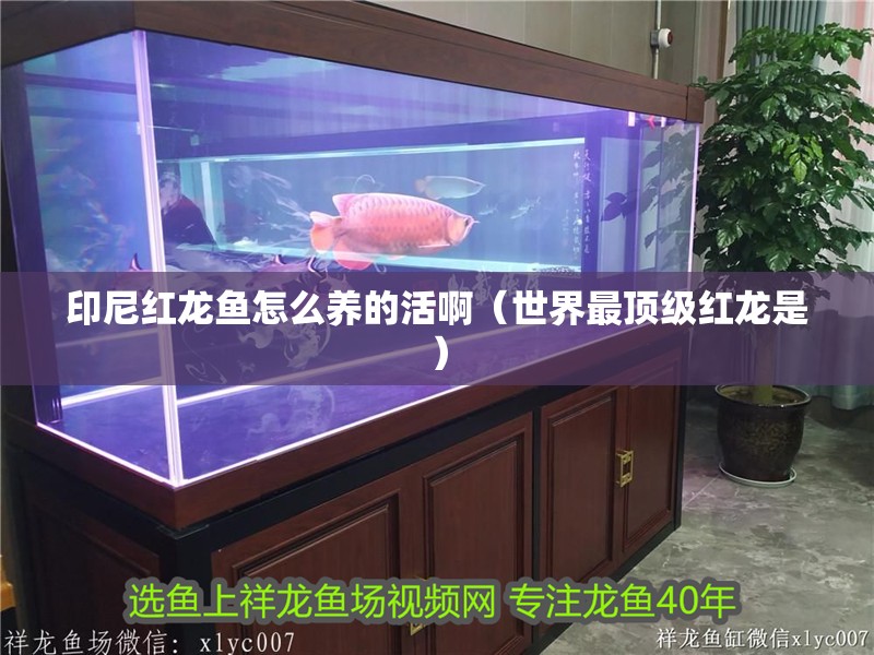 印尼紅龍魚怎么養的活啊（世界最頂級紅龍是）