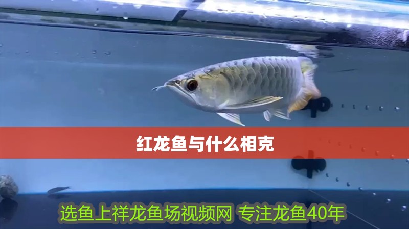 紅龍魚與什么相克 紅龍魚與什么相克 觀賞魚百科