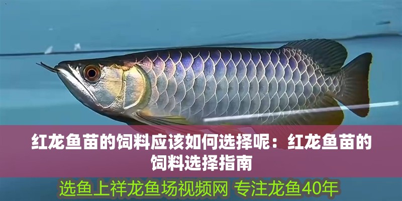 紅龍魚苗的飼料應該如何選擇呢：紅龍魚苗的飼料選擇指南 紅龍魚苗的飼料應該如何選擇呢：紅龍魚苗的飼料選擇指南 水族問答