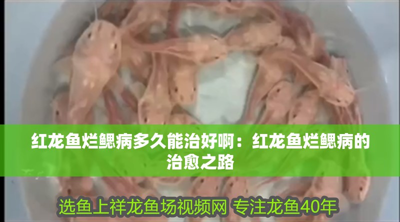 紅龍魚(yú)爛鰓病多久能治好啊：紅龍魚(yú)爛鰓病的治愈之路