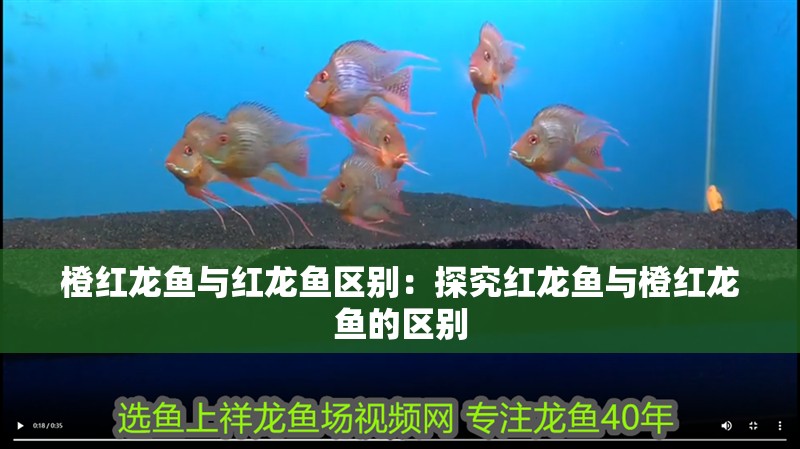 橙紅龍魚與紅龍魚區別：探究紅龍魚與橙紅龍魚的區別