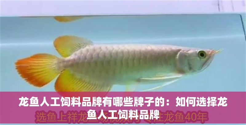 龍魚人工飼料品牌有哪些牌子的：如何選擇龍魚人工飼料品牌