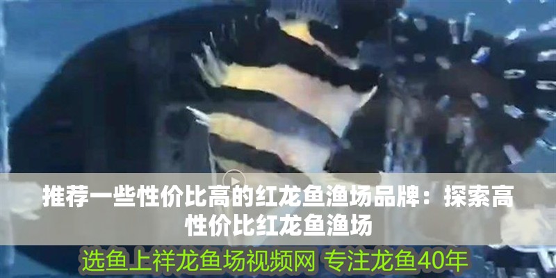 推薦一些性價比高的紅龍魚漁場品牌：探索高性價比紅龍魚漁場