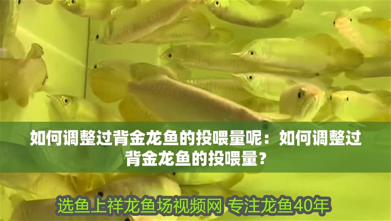 如何調整過背金龍魚的投喂量呢：如何調整過背金龍魚的投喂量？ 如何調整過背金龍魚的投喂量呢：如何調整過背金龍魚的投喂量？ 水族問答