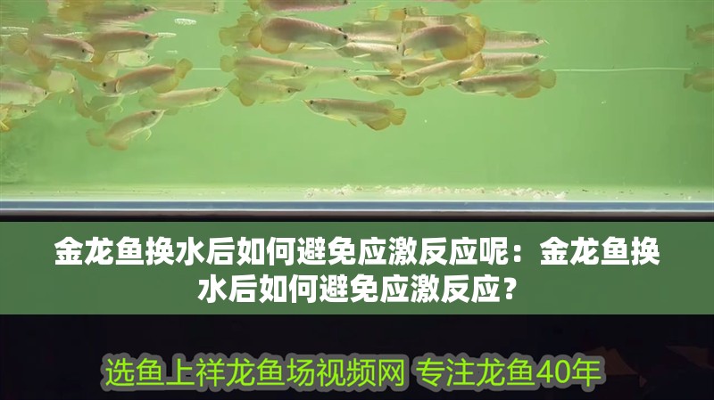 金龍魚換水后如何避免應激反應呢：金龍魚換水后如何避免應激反應？