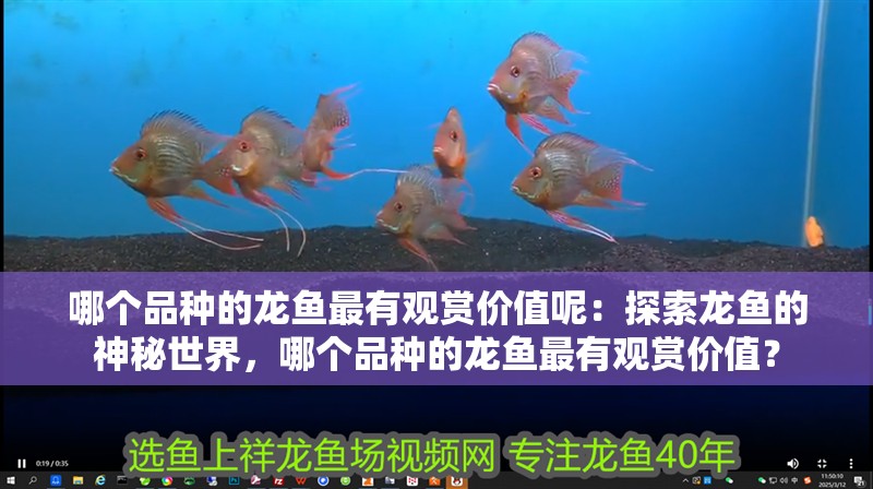 哪個品種的龍魚最有觀賞價值呢：探索龍魚的神秘世界，哪個品種的龍魚最有觀賞價值？