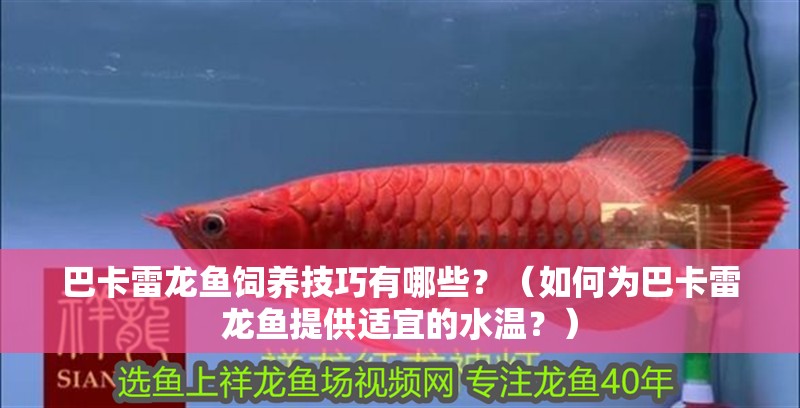 巴卡雷龍魚飼養技巧有哪些？（如何為巴卡雷龍魚提供適宜的水溫？）