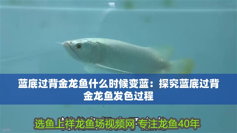 藍底過背金龍魚什么時候變藍：探究藍底過背金龍魚發色過程