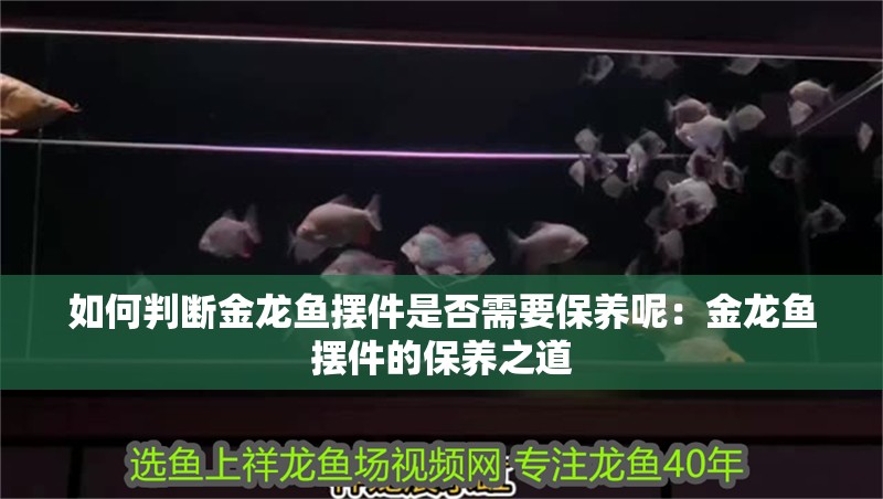 如何判斷金龍魚擺件是否需要保養呢：金龍魚擺件的保養之道