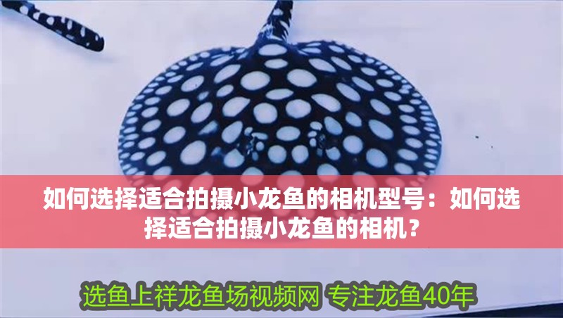 如何選擇適合拍攝小龍魚的相機型號：如何選擇適合拍攝小龍魚的相機？