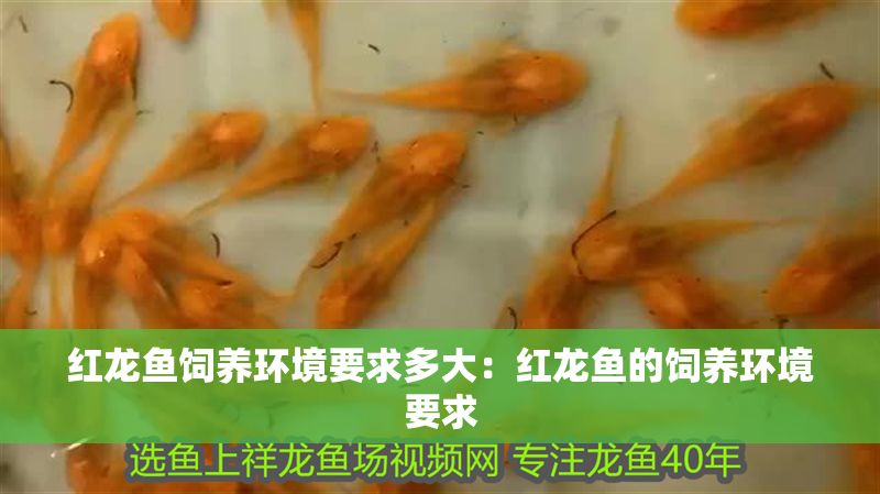 紅龍魚飼養環境要求多大：紅龍魚的飼養環境要求 紅龍魚飼養環境要求多大：紅龍魚的飼養環境要求 龍魚百科 第2張