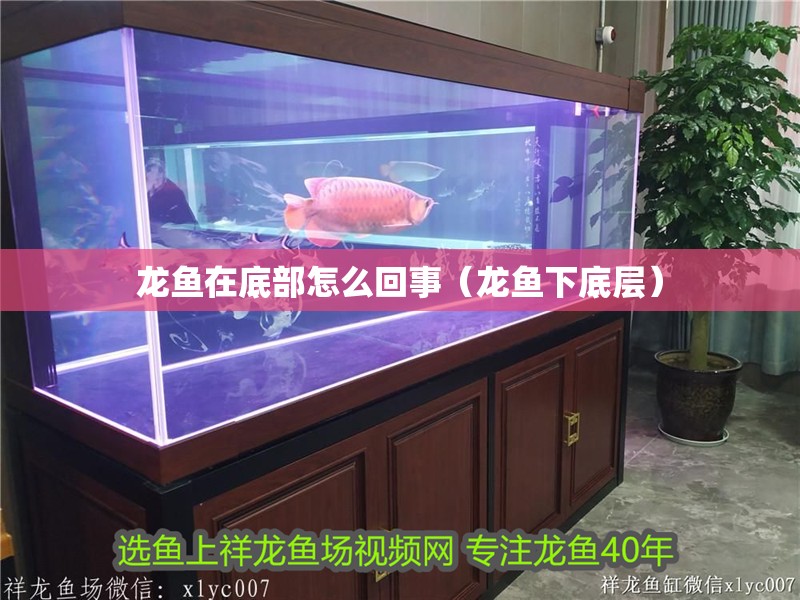 魚缸造景先放沙還是先放水(魚缸造景先鋪沙還是先放石頭) 龍魚在底部怎么回事(龍魚下底層) 觀賞魚百科 龍魚在底部怎么回事(龍魚下底層) 龍魚在底部怎么回事(龍魚下底層) 觀賞魚百科