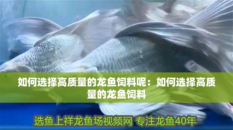 如何選擇高質(zhì)量的龍魚(yú)飼料呢：如何選擇高質(zhì)量的龍魚(yú)飼料