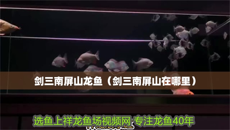 紅龍魚用黃燈烤有用嗎 劍三南屏山龍魚(劍三南屏山在哪里) 觀賞魚百科 劍三南屏山龍魚(劍三南屏山在哪里) 劍三南屏山龍魚(劍三南屏山在哪里) 觀賞魚百科