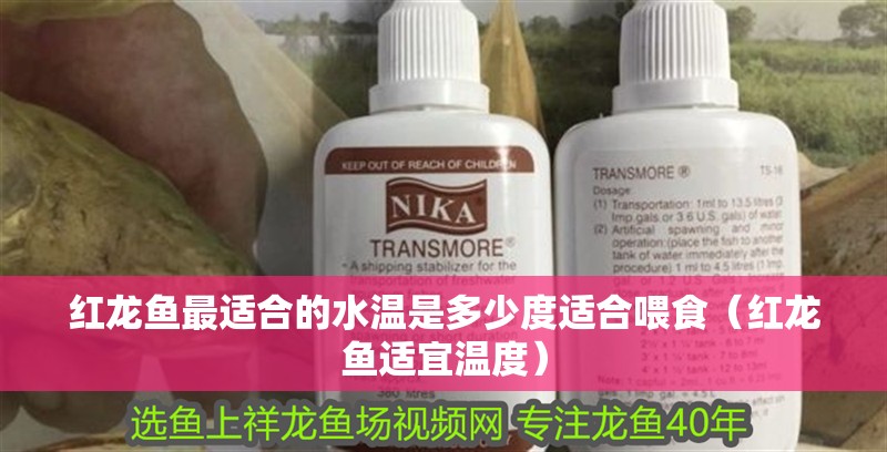 我的虎魚真菌感染了要怎么處理 紅龍魚最適合的水溫是多少度適合喂食(紅龍魚適宜溫度) 觀賞魚百科 紅龍魚最適合的水溫是多少度適合喂食(紅龍魚適宜溫度) 紅龍魚最適合的水溫是多少度適合喂食(紅龍魚適宜溫度) 觀賞魚百科