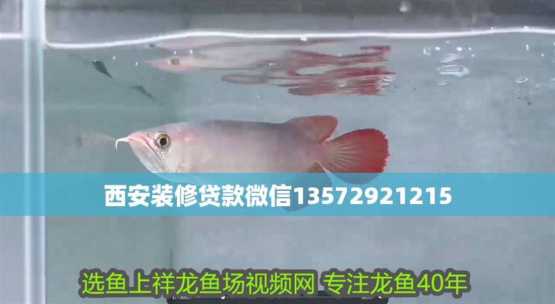 西安裝修貸款微信13572921215 西安裝修貸款微信13572921215 龍魚論壇