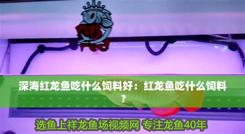 深海紅龍魚吃什么飼料好：紅龍魚吃什么飼料？