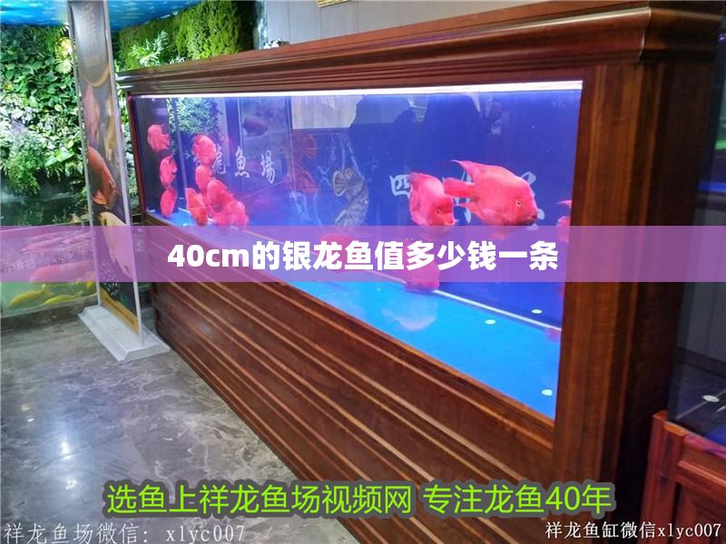 40cm的銀龍魚值多少錢一條