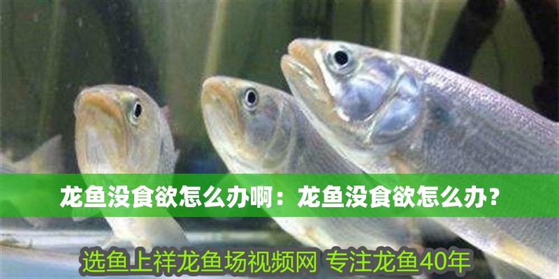 龍魚沒食欲怎么辦啊：龍魚沒食欲怎么辦？ 龍魚沒食欲怎么辦啊：龍魚沒食欲怎么辦？ 水族問答