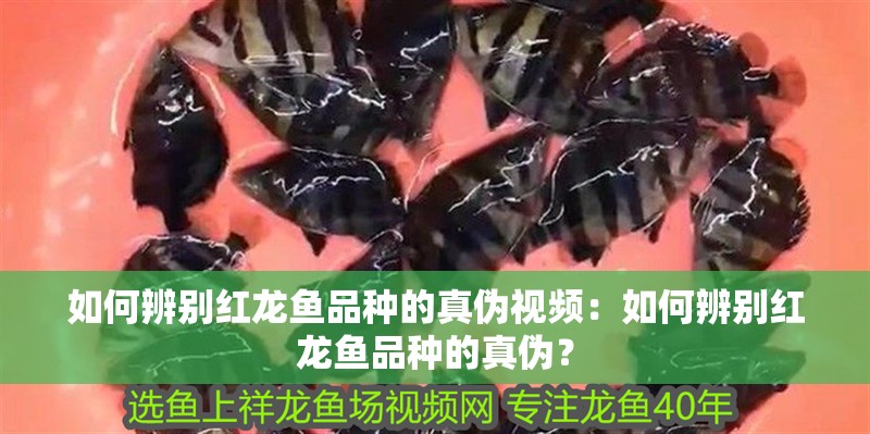 如何辨別紅龍魚品種的真偽視頻：如何辨別紅龍魚品種的真偽？