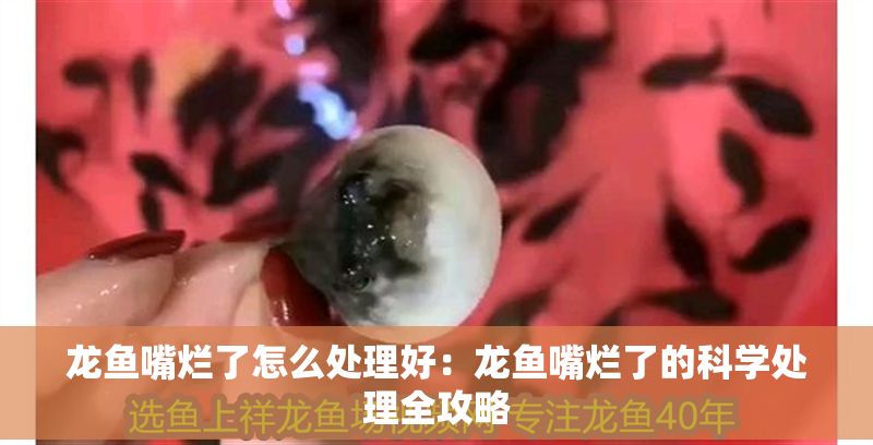 龍魚嘴爛了怎么處理好：龍魚嘴爛了的科學處理全攻略