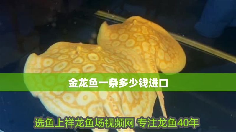 金龍魚一條多少錢進口