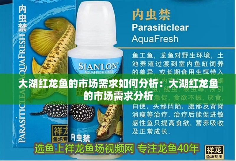 大湖紅龍魚的市場(chǎng)需求如何分析：大湖紅龍魚的市場(chǎng)需求分析