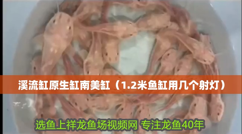 魚缸用增氧泵價格是多少:魚缸增氧機-xtrac增氧機-xtrac增氧機 溪流缸原生缸南美缸(1.2米魚缸用幾個射燈) 觀賞魚百科 溪流缸原生缸南美缸(1.2米魚缸用幾個射燈) 溪流缸原生缸南美缸(1.2米魚缸用幾個射燈) 觀賞魚百科