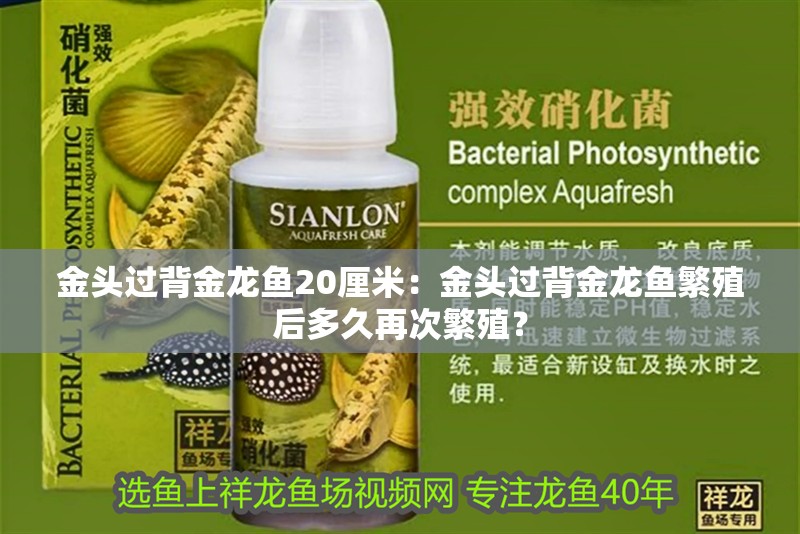金頭過背金龍魚20厘米：金頭過背金龍魚繁殖后多久再次繁殖？