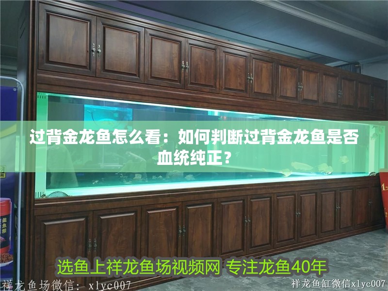 過背金龍魚怎么看：如何判斷過背金龍魚是否血統純正？