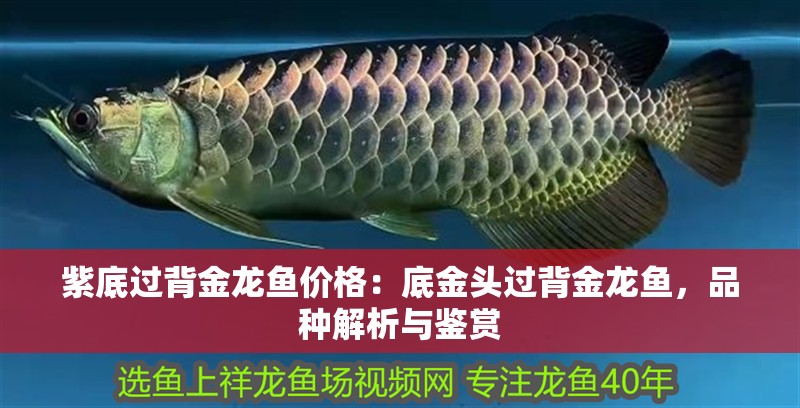 紫底過背金龍魚價格：底金頭過背金龍魚，品種解析與鑒賞 紫底過背金龍魚價格：底金頭過背金龍魚，品種解析與鑒賞 水族問答