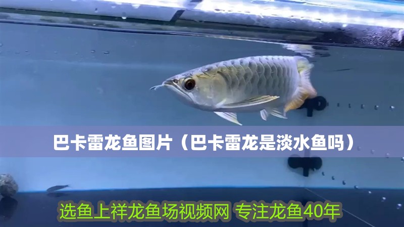 給大魚缸換水的作文:體驗給大魚缸換水的樂趣:體驗給大魚缸換水:給大魚缸換水的作文 巴卡雷龍魚圖片(巴卡雷龍是淡水魚嗎) 觀賞魚百科 巴卡雷龍魚圖片(巴卡雷龍是淡水魚嗎) 巴卡雷龍魚圖片(巴卡雷龍是淡水魚嗎) 觀賞魚百科