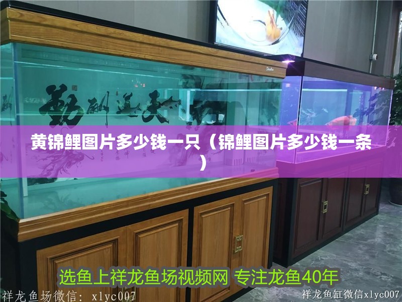 魚缸用增氧泵價格是多少:魚缸增氧機-xtrac增氧機-xtrac增氧機 黃錦鯉圖片多少錢一只(錦鯉圖片多少錢一條) 觀賞魚百科 黃錦鯉圖片多少錢一只(錦鯉圖片多少錢一條) 黃錦鯉圖片多少錢一只(錦鯉圖片多少錢一條) 觀賞魚百科