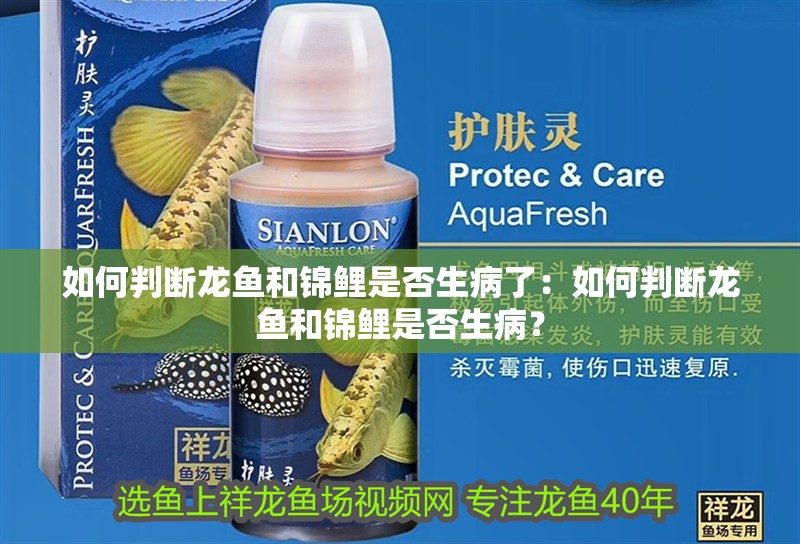 如何判斷龍魚和錦鯉是否生病了：如何判斷龍魚和錦鯉是否生病？ 如何判斷龍魚和錦鯉是否生病了：如何判斷龍魚和錦鯉是否生病？ 水族問答