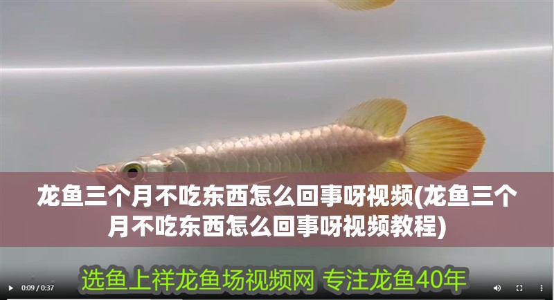 龍魚三個月不吃東西怎么回事呀視頻(龍魚三個月不吃東西怎么回事呀視頻教程)
