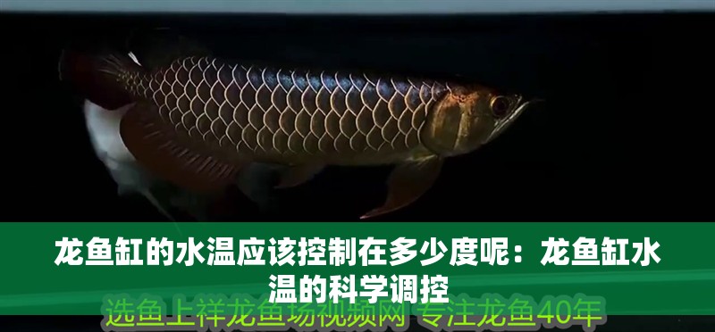 龍魚(yú)缸的水溫應(yīng)該控制在多少度呢：龍魚(yú)缸水溫的科學(xué)調(diào)控